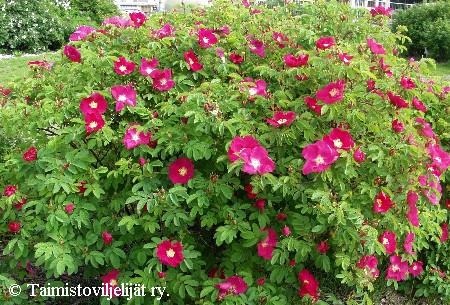 Rosa Gallica-Ryhmä 'Iitin Tiltu'